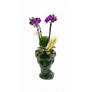 Helen Saksıda Mini Orkide(Yeşil)